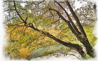 A tree on the river