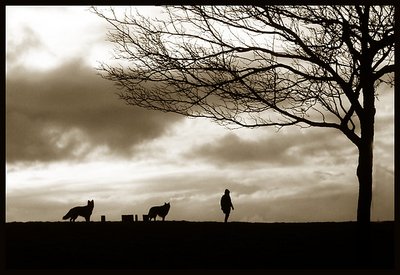 Silhouettes