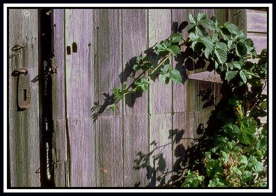 Shed Door with Climbing Prickly Bramble.