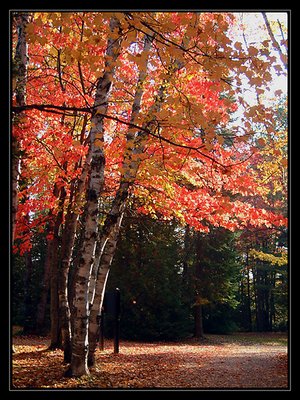 Fall color 2003