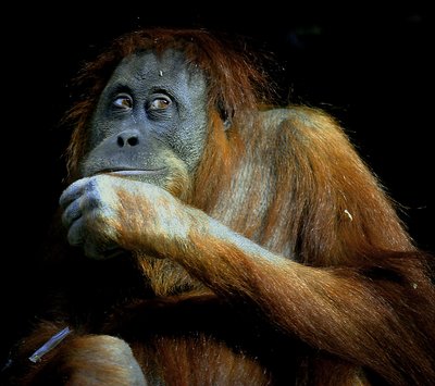 Young Female Orangutang