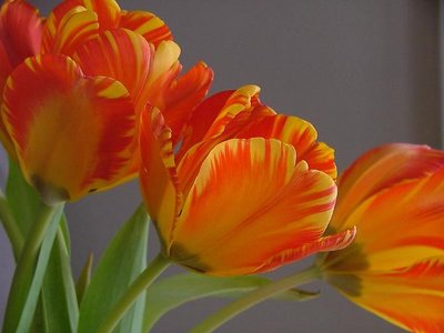 Three Tulips