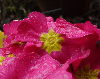 Portland Primrose