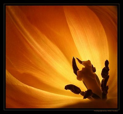 Tulip