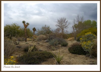 Sonora  Desert