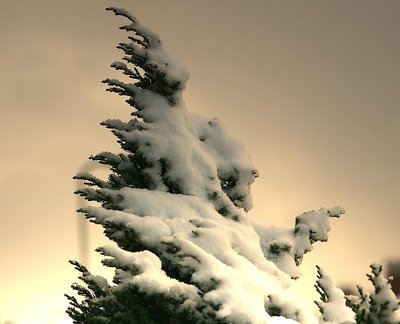a snowy fir tree