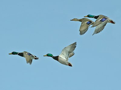 Flying Ducks