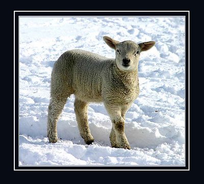 winter lamb