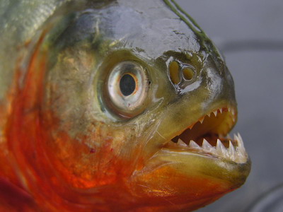 Piranha