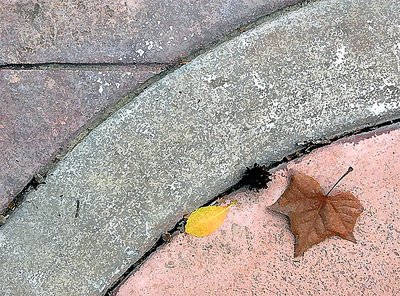 Concrete, Curves, and Leaves #2