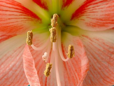 Lily in pastel