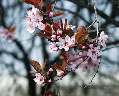 Cherry Blossom