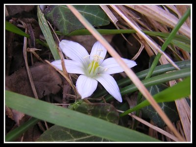 a small beauty - I