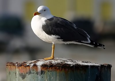 seagull