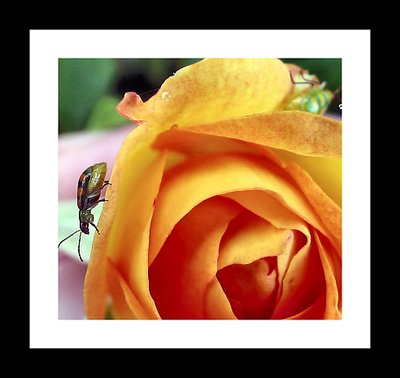 Bugs and Yellow Rose