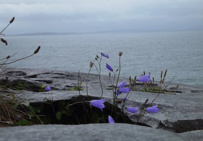 growing in rocks