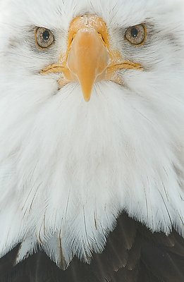 Eagle's Stare