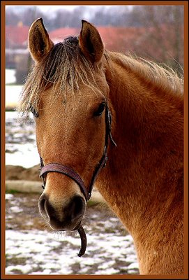 A horse on my way