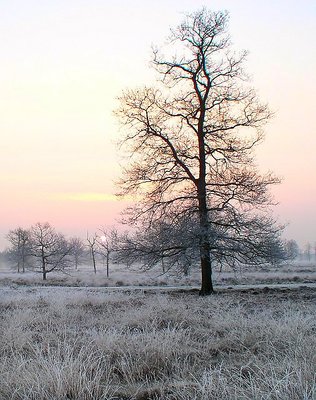 Frosted landscape #2