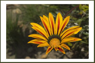 Orange flower