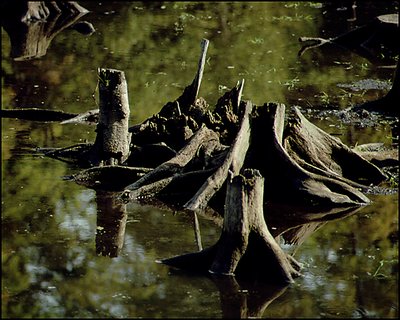 Stump in Water