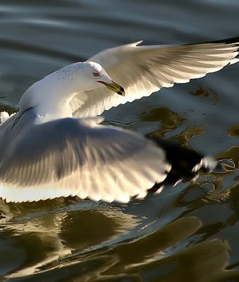 Gull