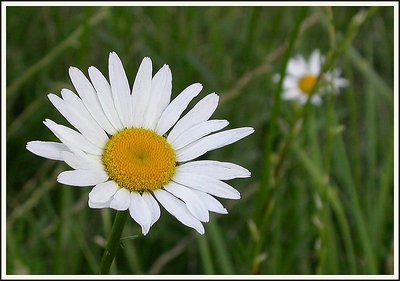 Wild daisies to the border of the river