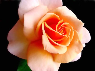 Rose Peggy 3d