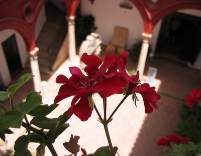 The Spanish Flower