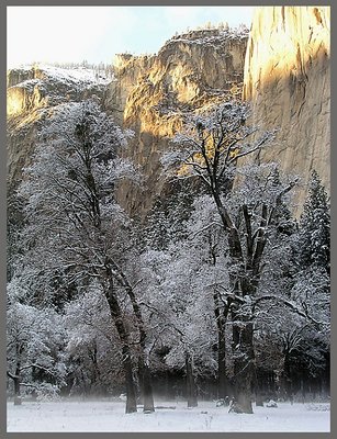 Trees in mist with glowing cliff