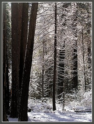 Trees in snow