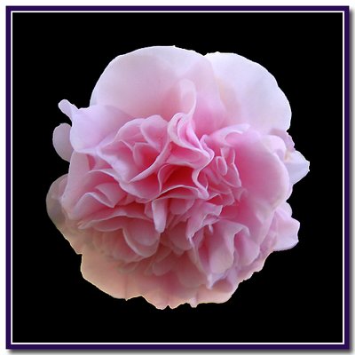 Pink Camelia
