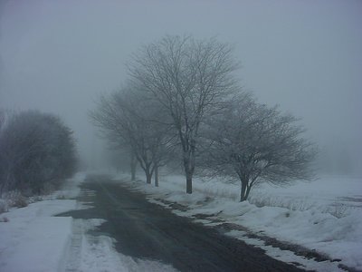 Foggy Trees