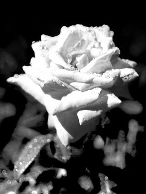 White Rose