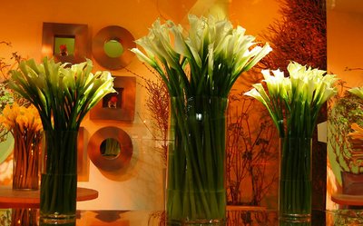 Flowers & Lights