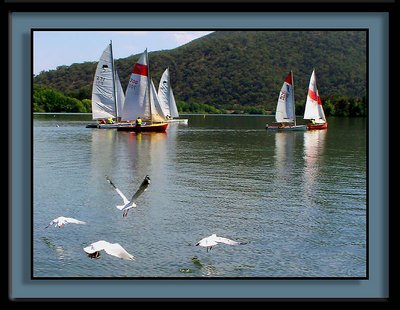 Sailing with Gulls