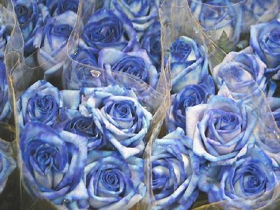 Blue flower power