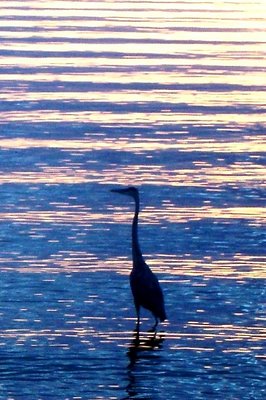 Heron Silhouette