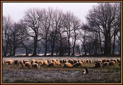 Sheeps in the morningsun