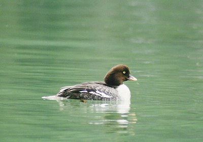 Goldeneye