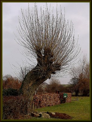 a tree