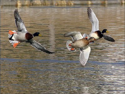 Three Ducks Flying