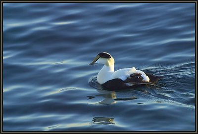 Eider Duck