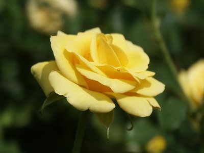 Yelow flower