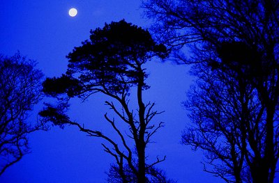 Moonlight silhouette