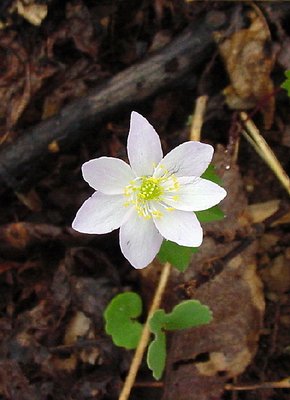 Bloodroot