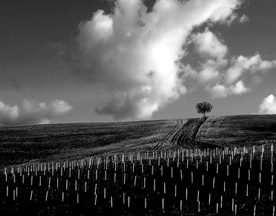 "LONELY TREE"