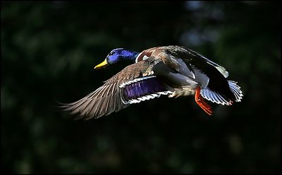 Flying duck