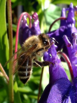 A bee on the purple flower