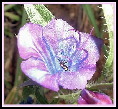 Flower and a friend